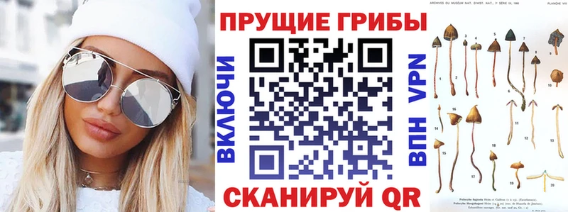 Псилоцибиновые грибы Psilocybe  Купить  Лахденпохья 